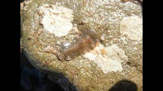 Marine Flatworm Hylocelis californica Malibu [upl. by Einnalem]