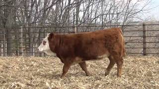 L3116 Brink Genetics 2024 Fleckvieh Bull amp Female Offering [upl. by Mindy]