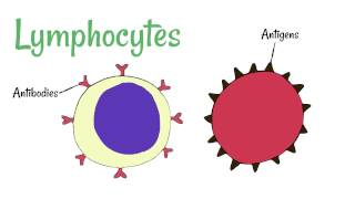 Cell Defence Lymphocytes and Phagocytes [upl. by Sirahc]