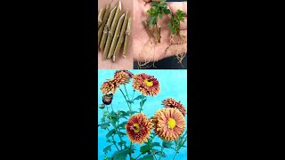 How to grow chrysanthemum plant from cuttingShorts [upl. by Letnahs]