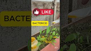 Dezinfectarea solului și tratarea plantelor gradina turmeric curcuma fungicid insecticid bio [upl. by Retxed]