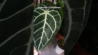 anthurium anthuriumcrystallinum антуріум aroids leaves [upl. by Nuriel453]