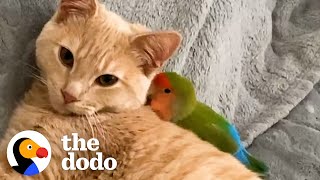 Cat Is Obsessed With His Tiny Love Bird  The Dodo Odd Couples [upl. by Atnoek828]