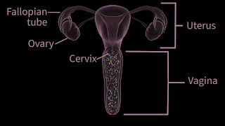 FDACleared AtHome Insemination How PherDal Works [upl. by Nicol987]