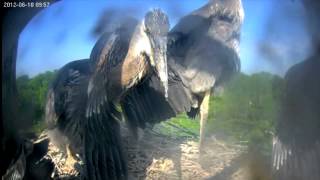 Heron Cam 2012 Highlights [upl. by Oster]