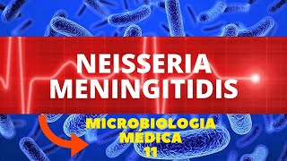 NEISSERIA MENINGITIDIS  MICROBIOLOGIA MÉDICA  AULA 11 [upl. by Daus]