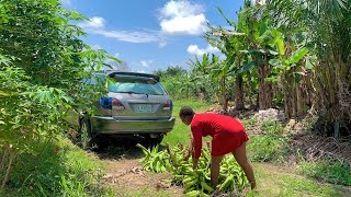 5 Reasons why plantain Farming Is Highly profitable [upl. by Shiau286]