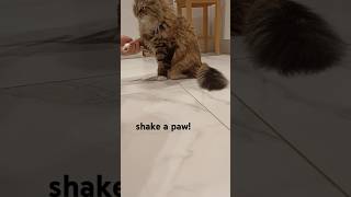 Ive taught my cat to give both paws [upl. by Beaston]