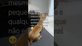 😡TAMANHO NÃO É DOCUMENTO 😤 vidadecao pets [upl. by Anelyak]