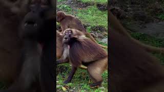 Do the bum slide monkey gelada animals [upl. by Enom]