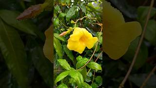 Allamanda  Flowers  Plants mygarden shorts [upl. by Ynej]