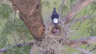 Baby Magpies in their nest [upl. by Joana]