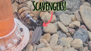 I added SCAVENGERS into my Ant Colonys Hunting Grounds [upl. by Madeleine]