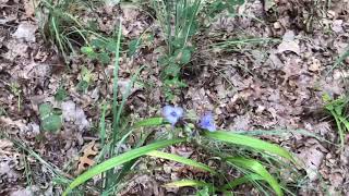 Foraging wild edible plants Spiderwort [upl. by Indnahc24]