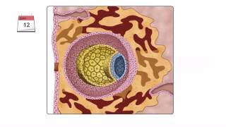 General Embryology  Detailed Animation On Second Week Of Development [upl. by Hoxsie]