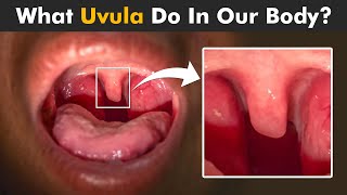 Functions Of Uvula In Human Body  How Uvula Works [upl. by Upali]