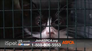 aspca commercial 2012 [upl. by Sparks887]