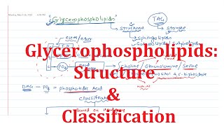 18 Glycerophospholipids Common Structure and Classification [upl. by Anoyet305]