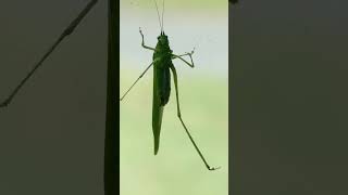 A FiveLegged Grasshopper in the Hudson Valley New York [upl. by Esinrahc990]