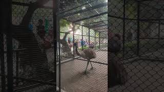 Alipore zoological garden india kolkata zoo zoologicalpark [upl. by Tterraj]