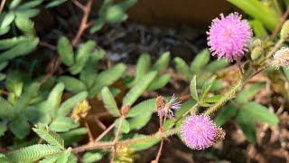 Como cultivar a planta dormideira Mimosa Pudica no vaso ou jardim [upl. by Jerrome28]