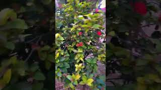 Ixora plant care and tips best flowering plants for summer and can propagate 2024 ixora garden [upl. by Edison]