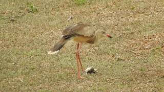 Cariama cristata  predação Mimus saturninus [upl. by Adnilg]