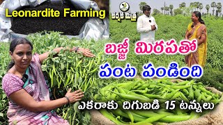 లాభాలు పండించిన బజ్జీ మిరప  Good Result in Green Chilli Farming Using Leonardite  Karshaka Mitra [upl. by Benoite]