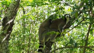 Ringtail lemurs mating Rare film [upl. by Acinaj]