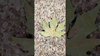 Magnificent Oak Leaf fallen on the ground [upl. by Roley]