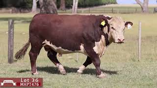 Lot 36 MHPT476 Melville Herefords 2024 [upl. by Anuahc]