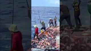 Unveiling Maldives’ Tuna Heaven A Day with the Best Fishermen [upl. by Drescher828]