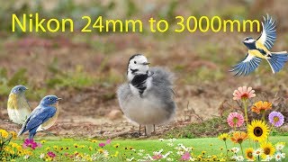 Nikon P1000 24mm to 3000mm  Zoom Test 4K  Little White Wagtail [upl. by Moll]