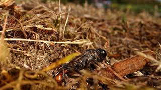 Ammophila Sandwasp [upl. by Nettie687]