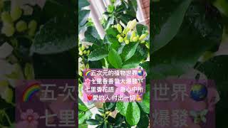 🌸🌈🍀七里香花語：“我是你的俘虜”：表示在愛情 親情 友情各種情感中，願意為❤️心中所愛的人付出一切love podcast music 療癒 感情 music jazz [upl. by Huppert]