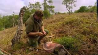 Skinning a Deer and getting sinew Bushcraft Ray Mears [upl. by Hadley378]