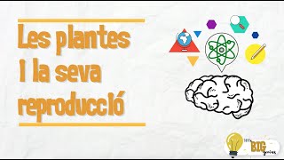 Les plantes i la seva reproducció  Little Big Genius [upl. by Amimej]