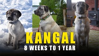 TURKISH KANGAL DOG  EVOLUTION  8 WEEKS TO 1 YEAR [upl. by Hannah]