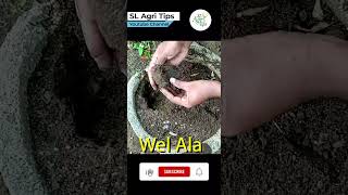 Dioscorea alata cultivation  Wel Ala youtubeshorts SLAgriTips [upl. by Legnaros]