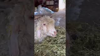 Wool and Cheese production in the French countryside 🌀🌿 [upl. by Hainahpez12]