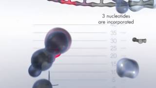 The Pyrosequencing Reaction Cascade System [upl. by Laure]