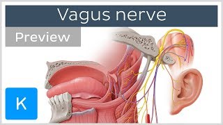 Vagus nerve location branches and function preview  Neuroanatomy  Kenhub [upl. by Dalohcin]