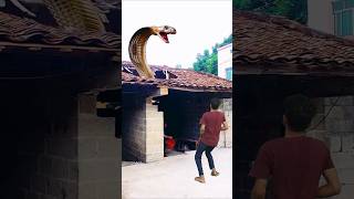 funny snake video shorts [upl. by Kaltman]