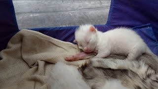 MOTHER CATS LifeOrDeath Struggle To Save Her Newborn Kittens [upl. by Amej]