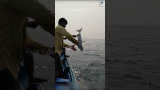 Sea Fish Catching Videos [upl. by Luis352]