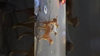 Life of street dogs 🐕😢🐕 dog viral Pawsitiverani [upl. by Enitsirhk]