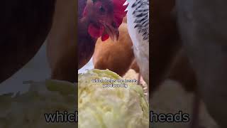 Is Cabbage Good For Chickens [upl. by Teerell]