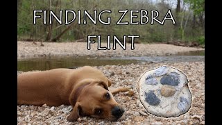 Finding Zebra Flint [upl. by Molini331]