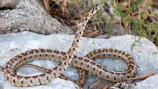 Wild italian leopard snake Zamenis situla locomotion [upl. by Mychal]