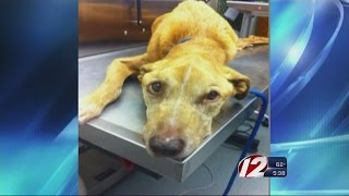 Man accused of animal cruelty pleads not guilty [upl. by Ahsoj]